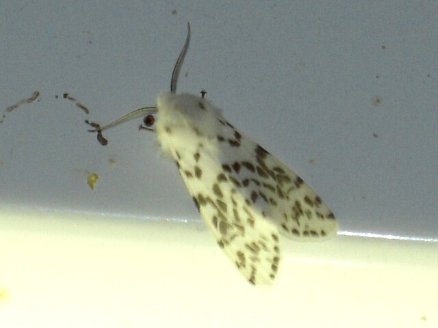 ����ꥫ�����ҥȥ�