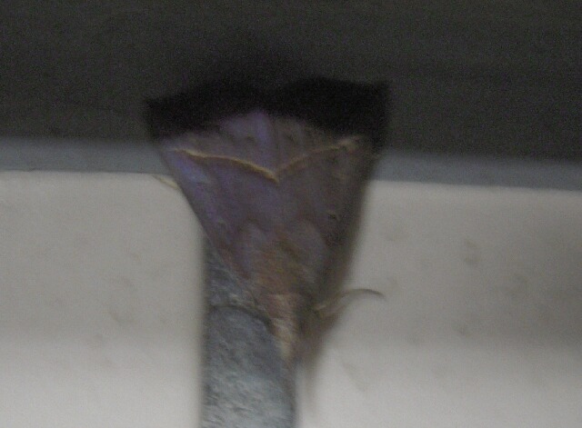 �������ĥ�