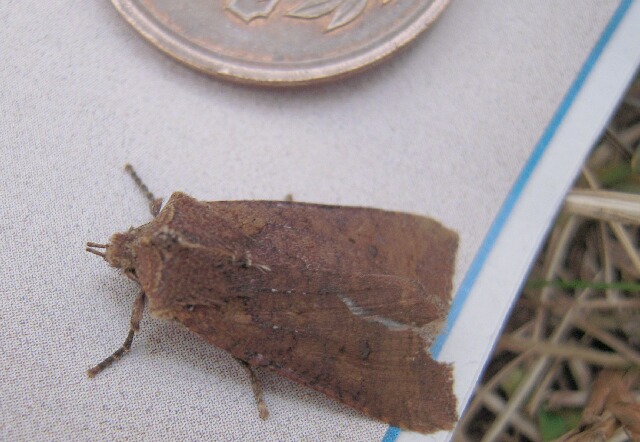 ��������ޥ��饭�ꥬ