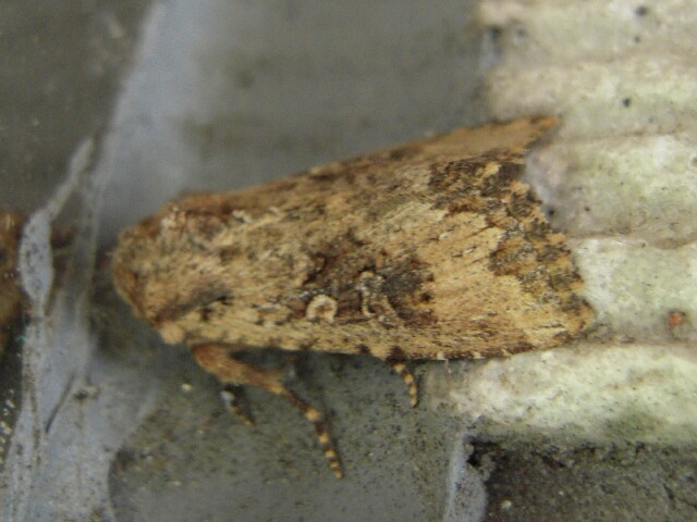 �ޥ���㥤������ȥ�