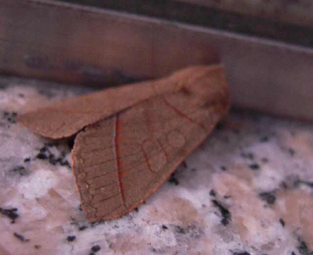 �Υ���ȥ��ꥭ�ꥬ