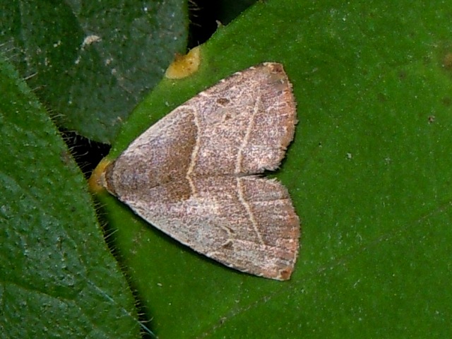 �ե��ƥ󥢥ĥ�