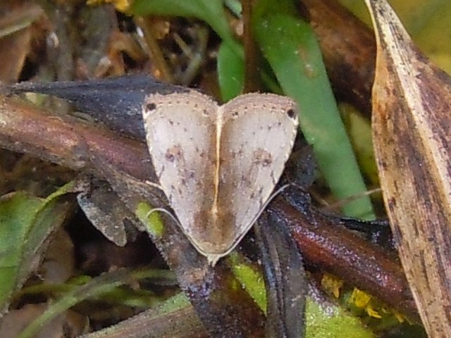 ���ꥤ�����ĥ�