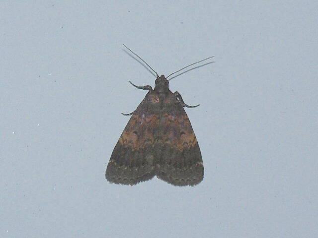 ���ȥ����������ĥ�