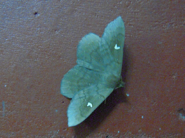 ��������ۥ����ĥ�