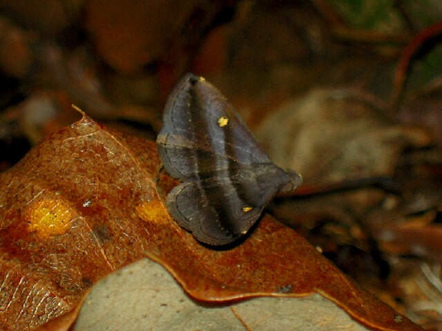 �ҥ�ϥʥޥ��ꥢ�ĥ�