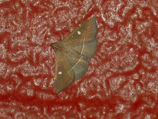 �ϥʥ������ĥ�