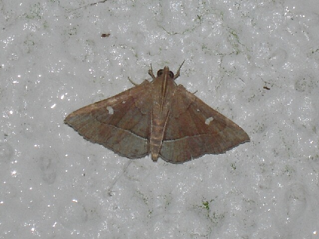 �ϥʥ������ĥ�