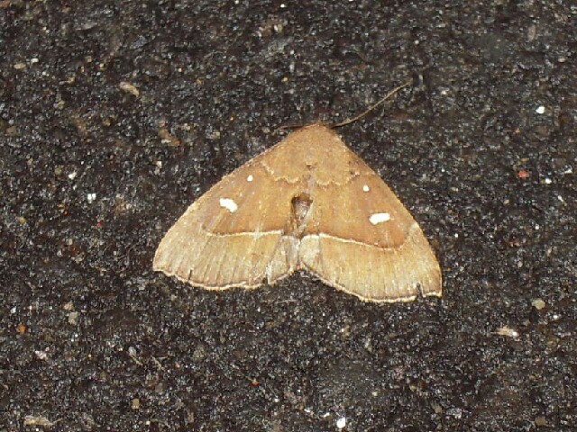 �ϥʥ������ĥ�