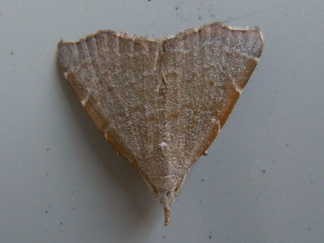 ���������ĥ�