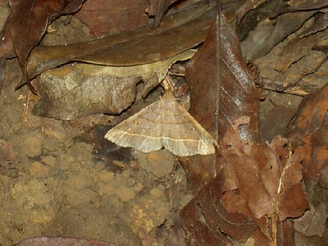 �ߥ������ĥ�