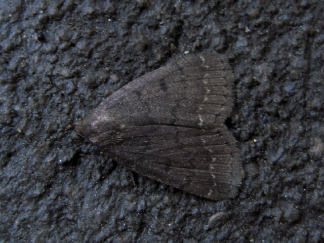 �ҥ��֥ȥ������ĥ�