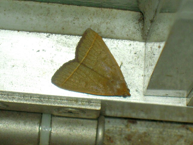 ���������ޥ����ĥ�