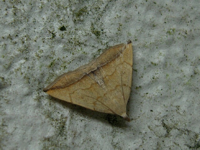 ���������ĥ�