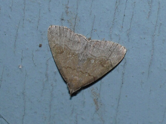 �ȥӥ������ĥ�