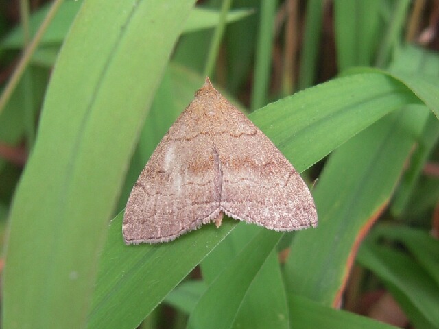 �ȥӥ������ĥ�