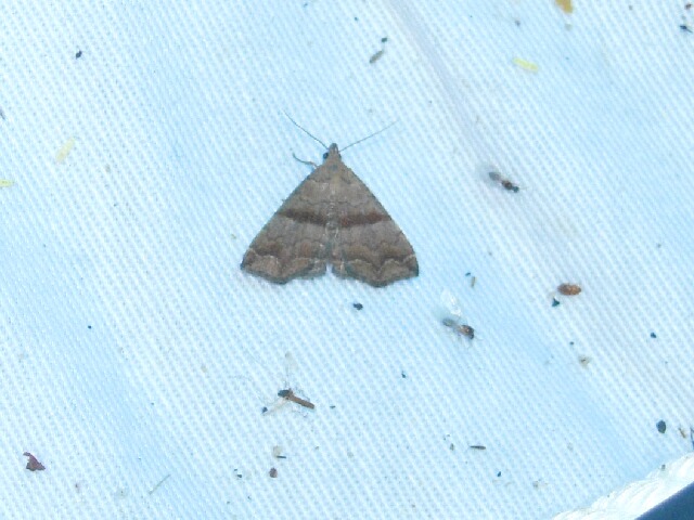 ��������ʥߥ��ĥ�