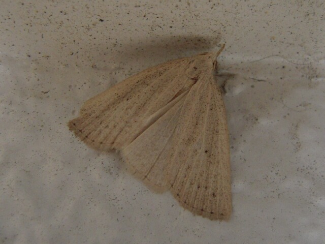 ���󥭥������ĥ�