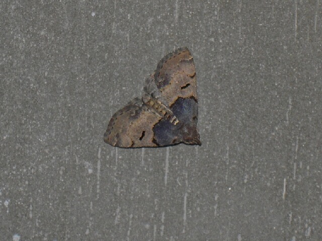 �ͥ������ĥ�