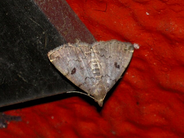 �ҥ᥯�����ĥ�