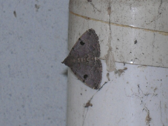 �ҥ᥯�����ĥ�