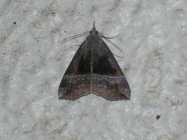 �������������ĥ�