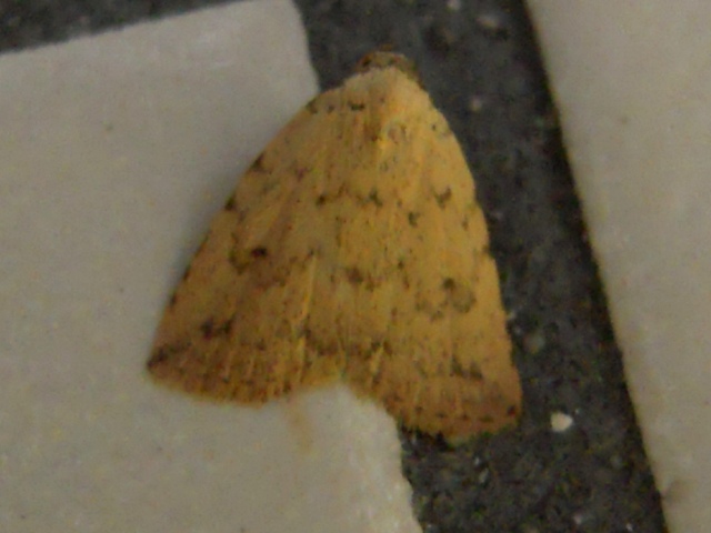 �����ƥ󥫥Х��ĥС�