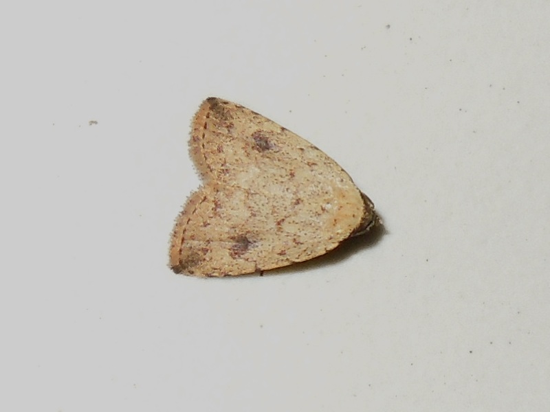 �����ƥ󥫥Х��ĥС�