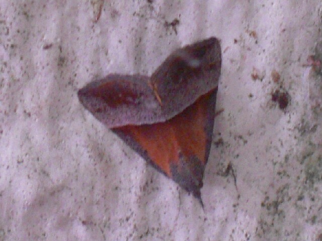 ���������ĥ�