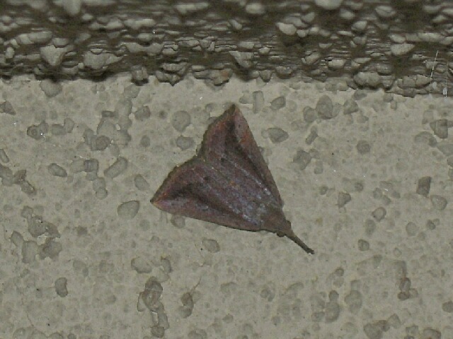 �������ĥ�