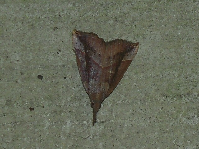 �������ĥ�