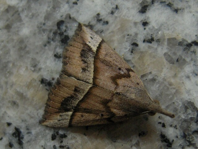 �������ĥ�