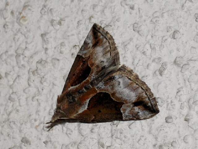 �ϥ󥰥����ĥ�