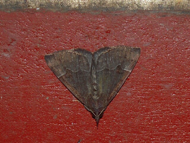 ��ޥ������ĥ�