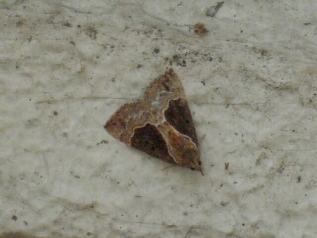 ���饯�⥢�ĥС�