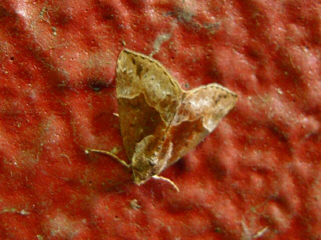 ���饯�⥢�ĥС�