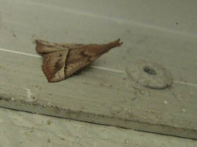 �������ĥ�