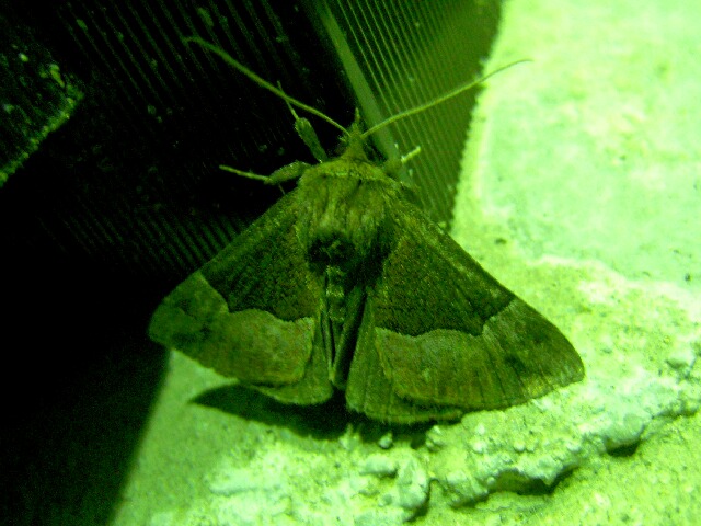 �ϥ󥰥����ĥ�