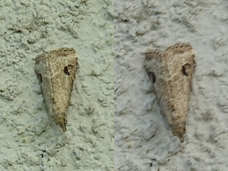 �᥹�����ҥᥢ�ĥ�