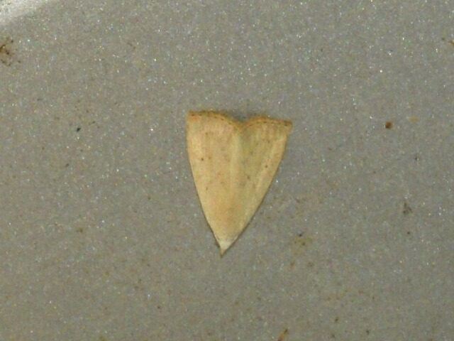 �������ĥ�