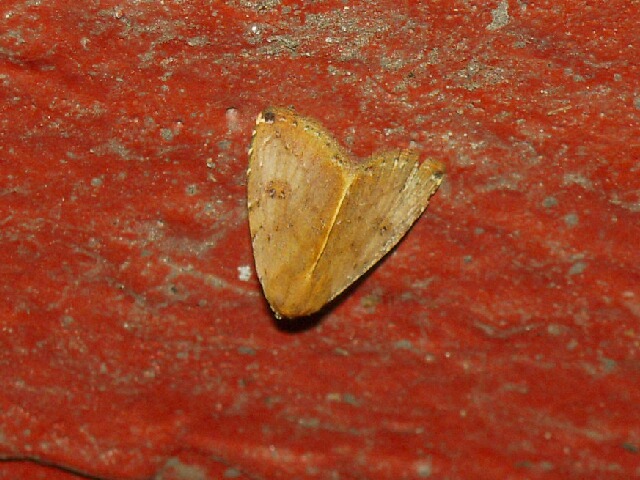 ���ꥤ�����ĥ�