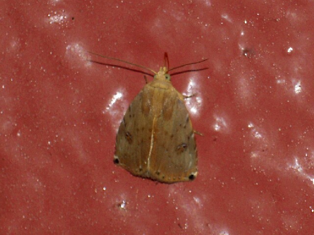 ���ꥤ�����ĥ�