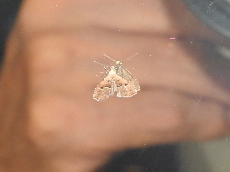 �ޥ���ߥ��󥢥ĥ�