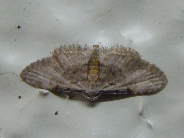 ����ۥ����䥬