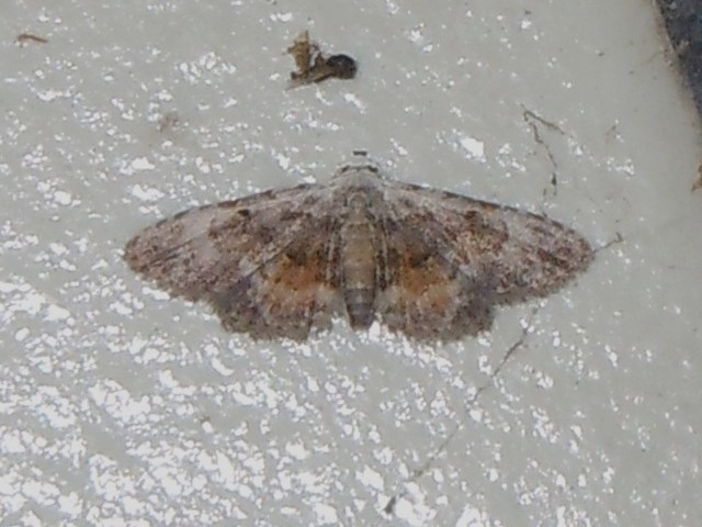 ����ۥ����䥬