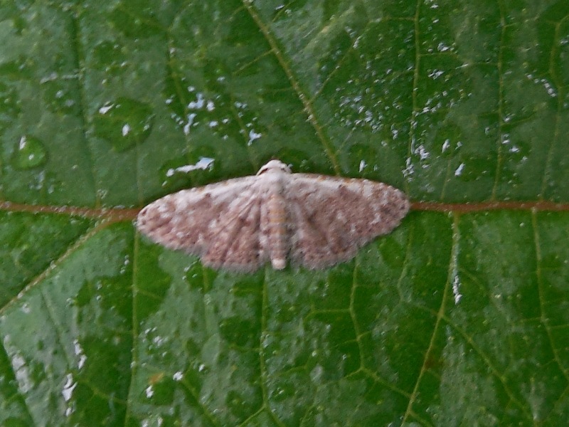 ���������ۥ����䥬