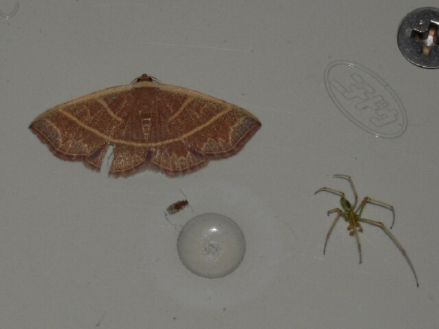 ���ȥƥ󥯥�ޥ��䥬