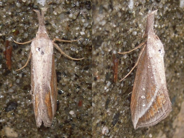 �ȥ��ꥢ�ĥ�