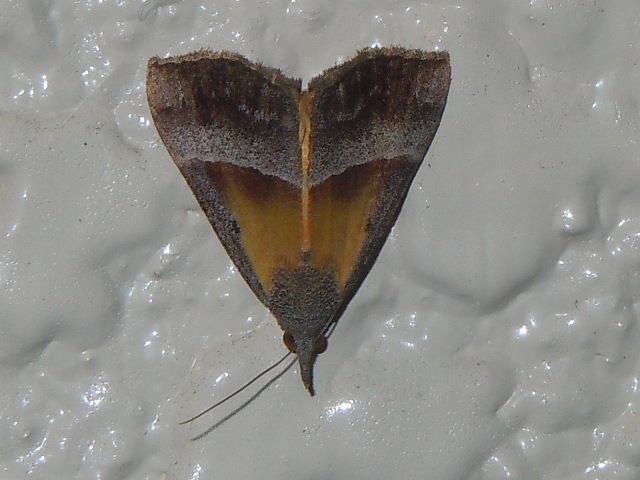 ���������ĥ�