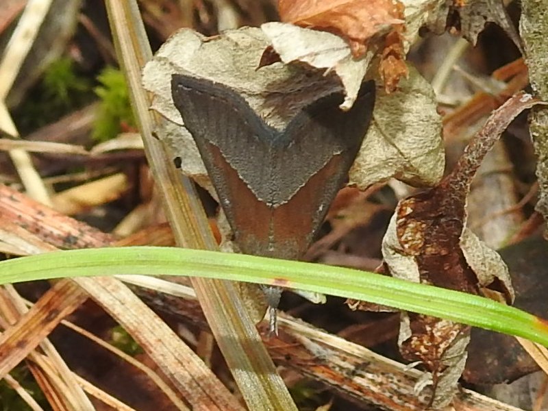 ���������ĥ�